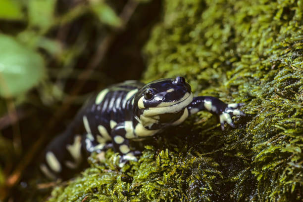 la salamandra tigre de california (ambystoma californiense) es un anfibio vulnerable nativo del norte de california.   "en peligro de extinción". - salamandra fotografías e imágenes de stock