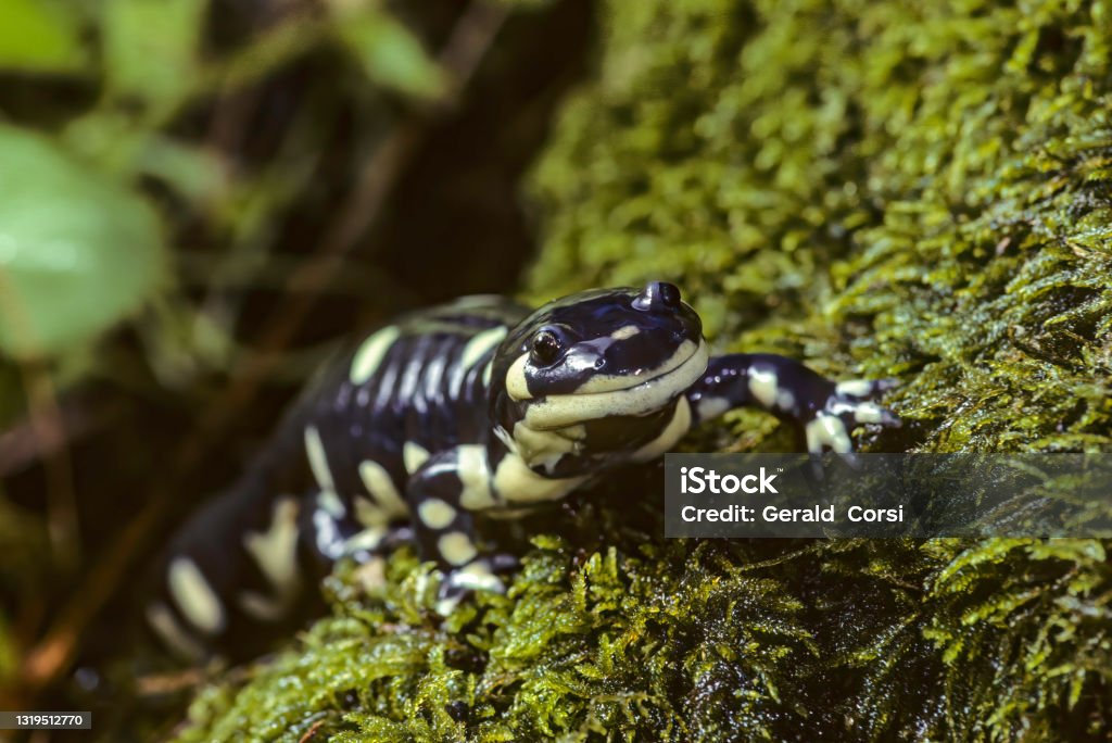 California Tiger Salamander Is A Vulnerable Amphibian Native To