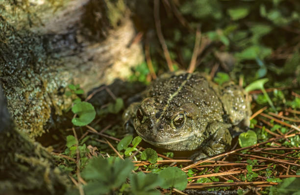 The western toad (Anaxyrus boreas)  known as (Bufo boreas) is a large toad species.  It has a  cream dorsal stripe, and is dusky gray or greenish dorsally with skin glands concentrated within the dark blotches. The western toad (Anaxyrus boreas) more commonly known as (Bufo boreas) is a large toad species.  It has a white or cream dorsal stripe, and is dusky gray or greenish dorsally with skin glands concentrated within the dark blotches. Its parotoid glands are oval, widely separated, and larger than the upper eyelids. It has a mottled venter and horizontal pupils but lacks cranial crests. anura stock pictures, royalty-free photos & images