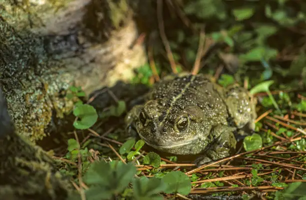 Photo of The western toad (Anaxyrus boreas)  known as (Bufo boreas) is a large toad species.  It has a  cream dorsal stripe, and is dusky gray or greenish dorsally with skin glands concentrated within the dark blotches.
