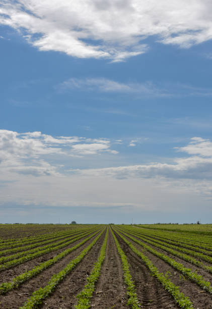 istock Young wheat farm growing in a field 1319512830