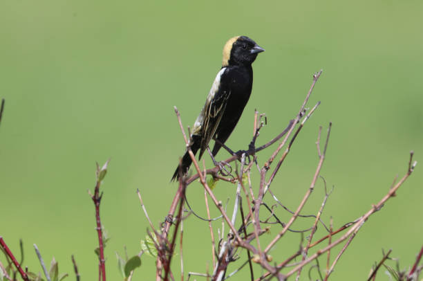 istock A Bobolink Bird Perched In A Grassland 1319512955