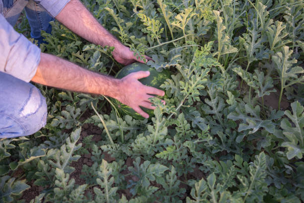 Green striped watermelon in farmer's hand