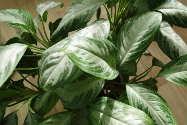 istock Dieffenbachia in the pot 1319513138