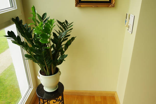 istock Zamioculcas zamiifolia 1319513160
