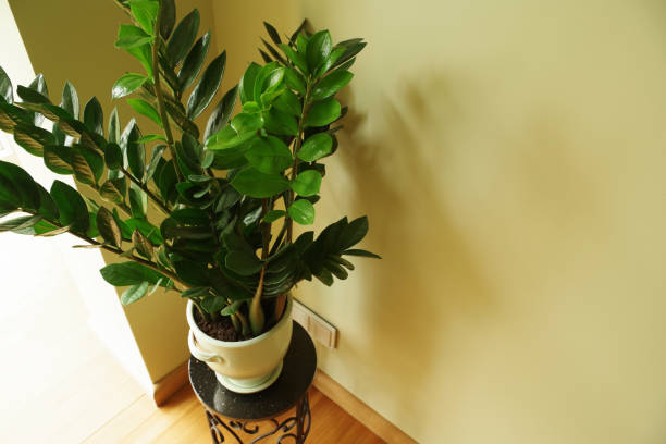 istock Zamioculcas flower in pot 1319513196