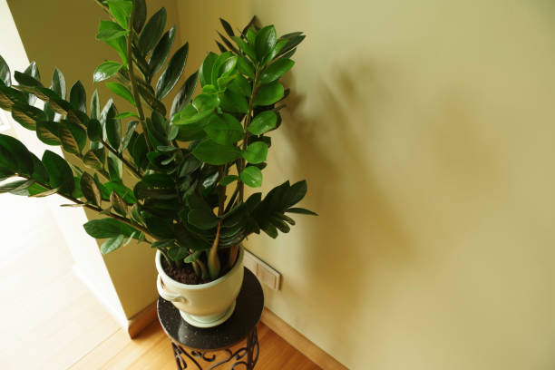 istock Zamioculcas flower in pot 1319513202