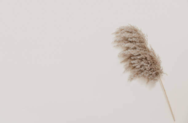 istock Pampas branch flowers on beige background. Beautiful pattern with neutral colors. Minimal, stylish concept. Flat lay, top view, copy space 1319514015