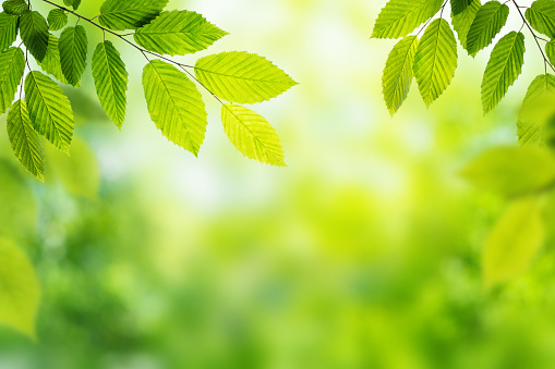 Green leaves of plant over defocused nature background. Summer, ecology, environment natural background.