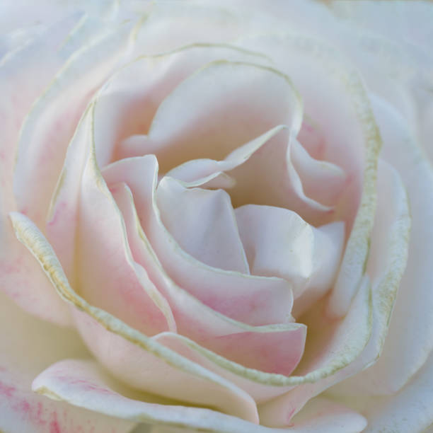 istock 'Easy Spirit' Hybrid Tea Rose in Bloom 1319515990