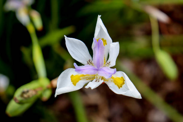 istock close up of dietes flower 1319516217