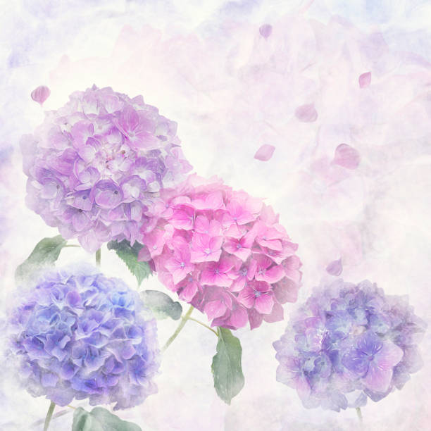 Watercolor painting of hydrangea flowers .Digital illustration.