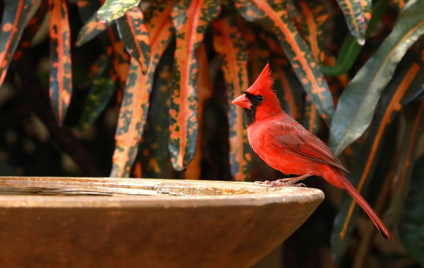 rode kardinaalsvogel - bird water bath garden stockfoto's en -beelden