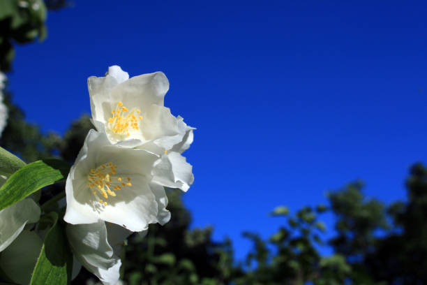 White flowers in spring with the sky in the background