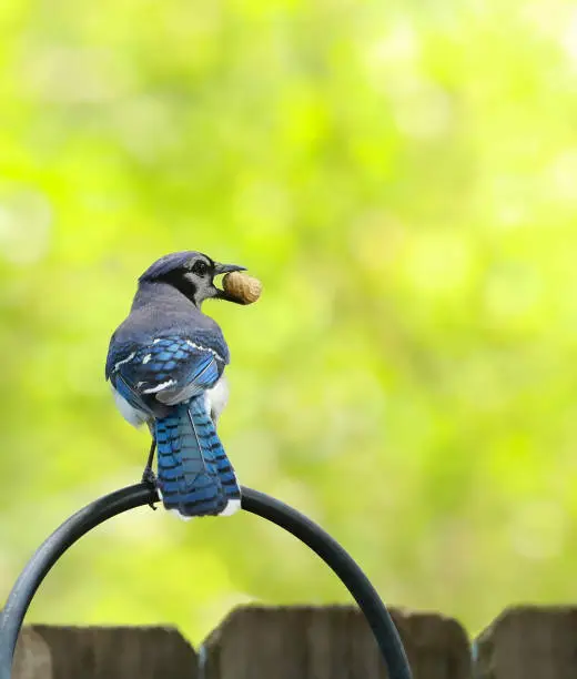 Happy blue jay bird perched on a curved plant hanger with a peanut treat in its beak.
