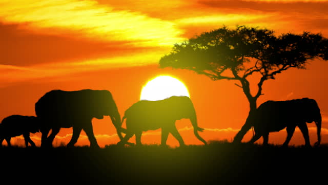 Elephants Silhouette at Sunset
