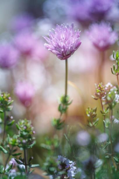 Chive and Thyme flowering in the garden, blue sky, copy space, no people, springtime cheerful image, vertical stock photo