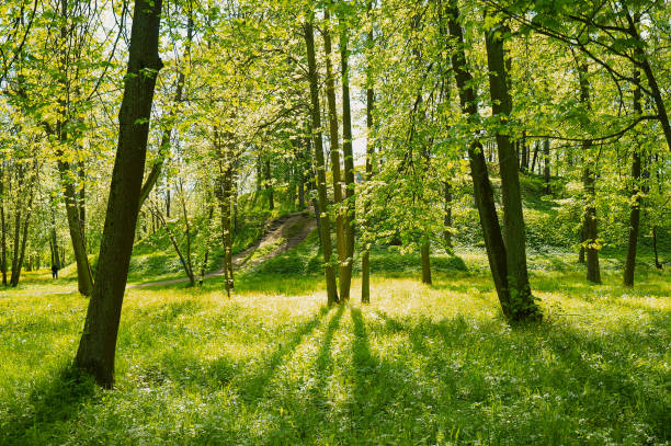 Spring. The first flowers have already blossomed. The trees are already green. In the photo, a meadow dotted with yellow flowers, trees from which long shadows extend. The sun at sunset breaks through the green branches