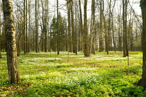 istock Scenic sunset in the spring forest 1319523508