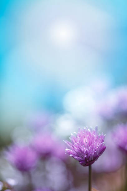 chive floración en el jardín, cielo azul, espacio de copia, sin personas, imagen alegre primaveral - violet blossom spring nature fotografías e imágenes de stock