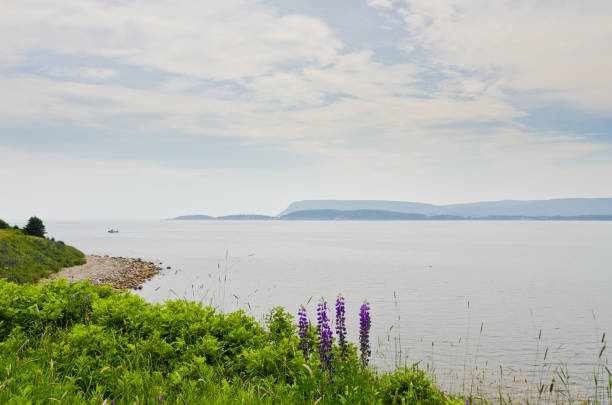 istock Cape Breton Highlands national park 1319524056