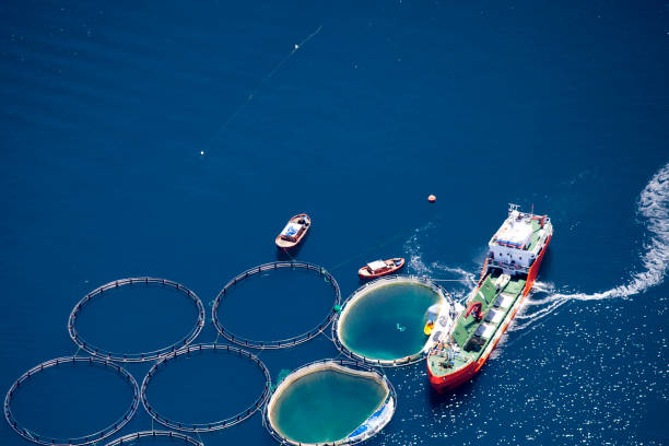 istock Aerial view of fish farm 1319524272