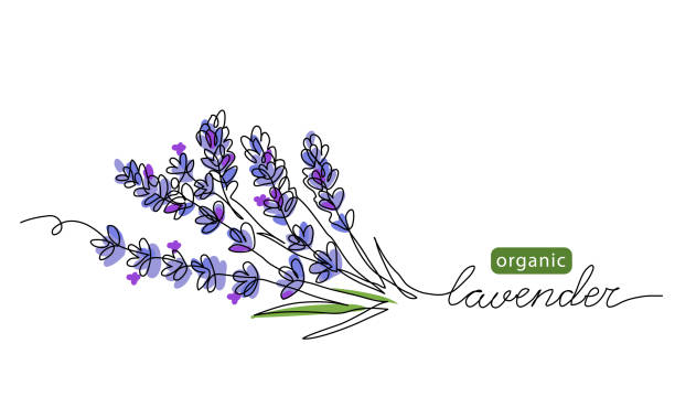 lavendel pflanze bündel, zweig vektor illustration. eine kontinuierliche linie zeichnung illustration mit schriftzug organischelavenz - lavender coloured lavender flower frame stock-grafiken, -clipart, -cartoons und -symbole