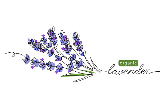 Lavender plant bunch, branch vector illustration. One continuous line drawing illustration with lettering organic lavender.