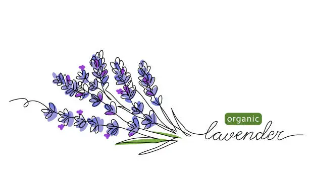 Vector illustration of Lavender plant bunch, branch vector illustration. One continuous line drawing illustration with lettering organic lavender