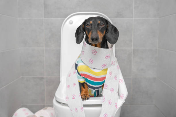 divertido perro dachshund en camiseta colorida a rayas sentada en el inodoro envuelto en papel, vista frontal. procedimientos diarios de higiene, problemas digestivos y dolor de estómago - diarrea fotografías e imágenes de stock