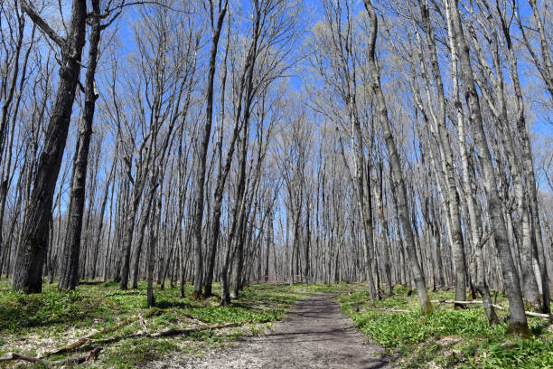 Hiking trail leads through a hardwood forest in Michigan. Picture taken on a beautiful, spring day along the Chapel Rock Trail in the Pictured Rocks National Lakeshore of the south shore of Lake Superior in Michigan’s Upper Peninsula.,