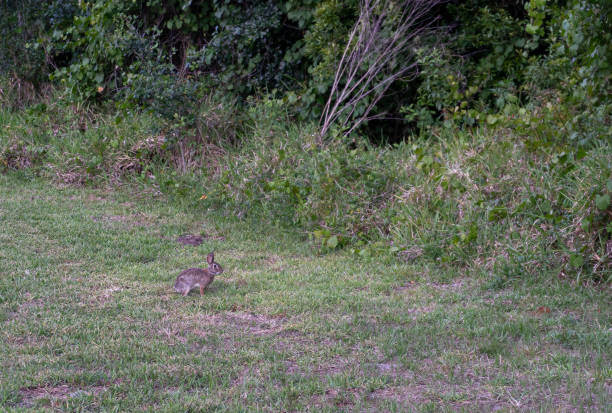 istock a rabbit near the forest 1319530298