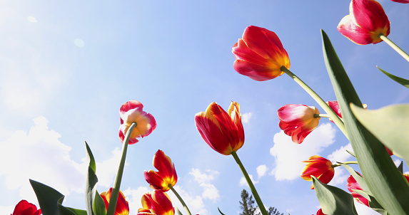 Beautiful yellow crocuses on green grass on the sunny spring day.  High quality photo. Spring flowers. Springtime