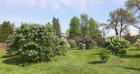 Sunny meadow with blooming lilacs video background
