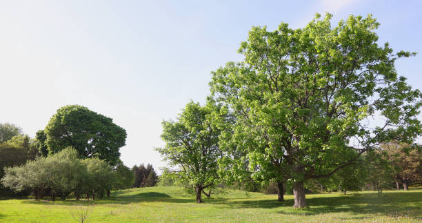 Free Stock Photo of Field under the clear sky with trees in the ...