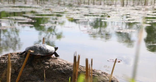 istock Wild black turtle looking at a swamp pond at sunset 1319531658