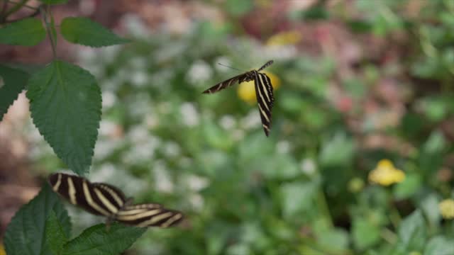 two striped butterflies flutter slow motion