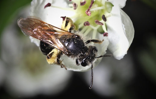Mining Bee (Andrena sp.) on white blossom