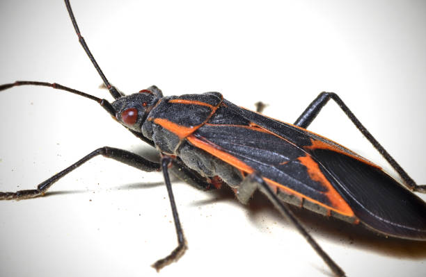 Boxelder Bug, aka, Maple Bug (Boisea trivittata) Common black and red hemipteran on a white background. compound eye photos stock pictures, royalty-free photos & images