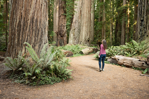 This is a photograph of the back of a long haired woman in her 30s walking by the tall redwood trees in the forest in Redwood National Park, California, USA on a summer day.
