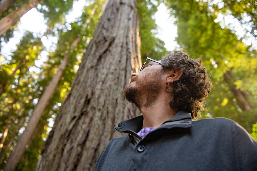 This is a low angle, wide view of a Caucasian man in his 30s looking up at trees in the forest in Redwood National Park, California, USA on a summer day.
