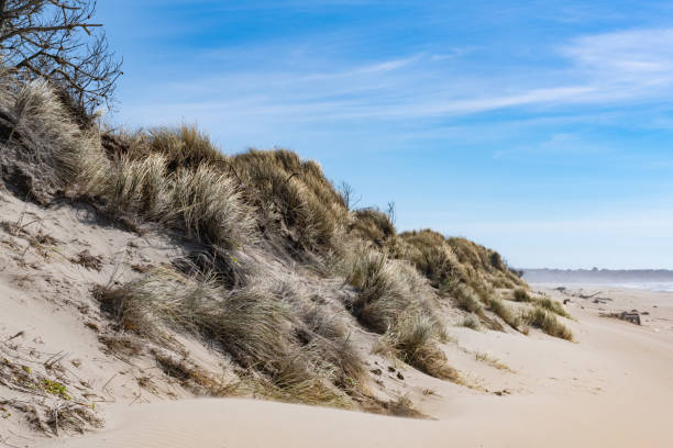 This is a photograph of coastal sand dunes in Bullards Beach State Park on a sunny, summer day.