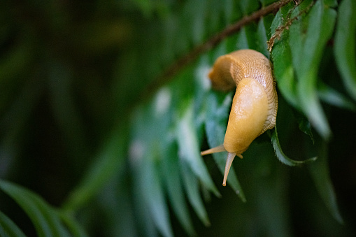 This is a close up photograph of a banana slug on a green fern in the forest in Redwood National Park California, USA.