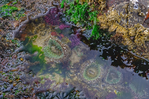 Tide pool in Strawberry Hill State Park, Oregon