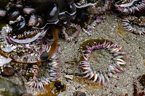 This is a close up photograph from directly of a sea anemone in a shallow tide pool on Enderts Beach in Redwood National Park California USA.