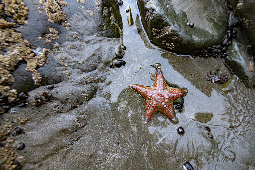This is a photograph from directly above of a starfish in a shallow tide pool on Enderts Beach in Redwood National Park California USA.