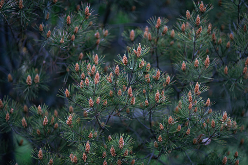 Green pine coniferous background