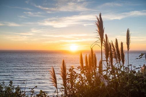 This is a scenic sunset over the Pacific Ocean in Redwood National Park in California, USA in summer. Pampas grass is in silhouette in the foreground.