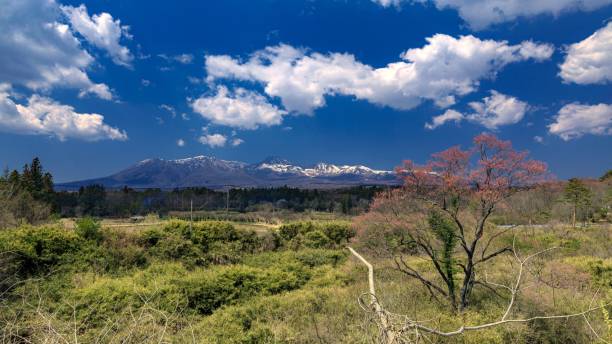 istock Cherry tree in Nasu town in Tochigi prefecture, Japan 1319545603