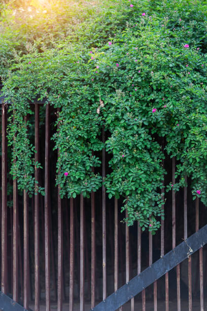 istock Vines and wooden grille wall background 1319547125